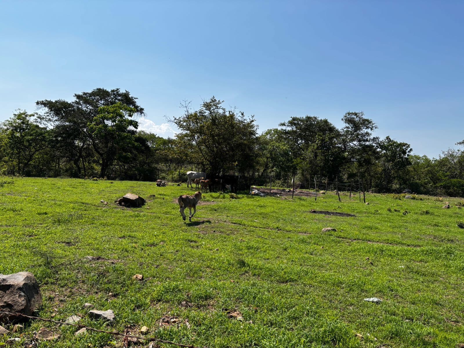 Hectáreas en venta en San Joaquín, Cuauhtémoc, Colima — foto 1 de 25