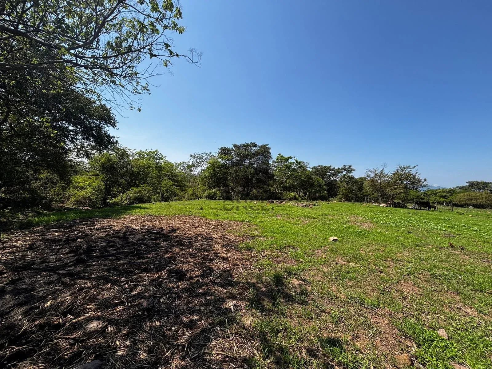 Hectáreas en venta en San Joaquín, Cuauhtémoc, Colima — foto 7 de 25